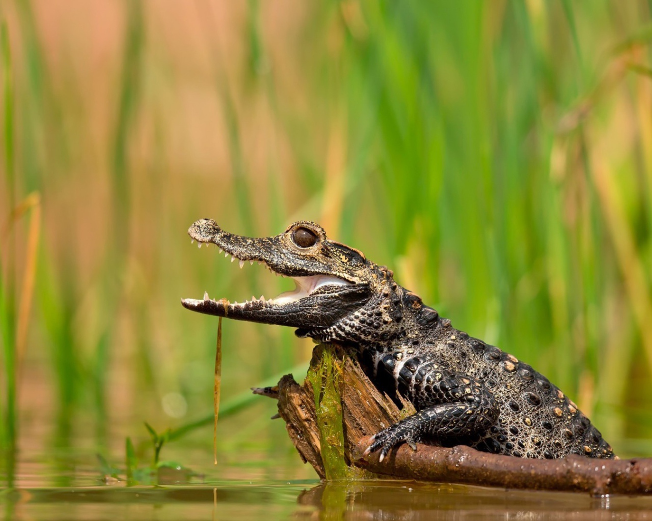 Молодой крокодил в болоте
