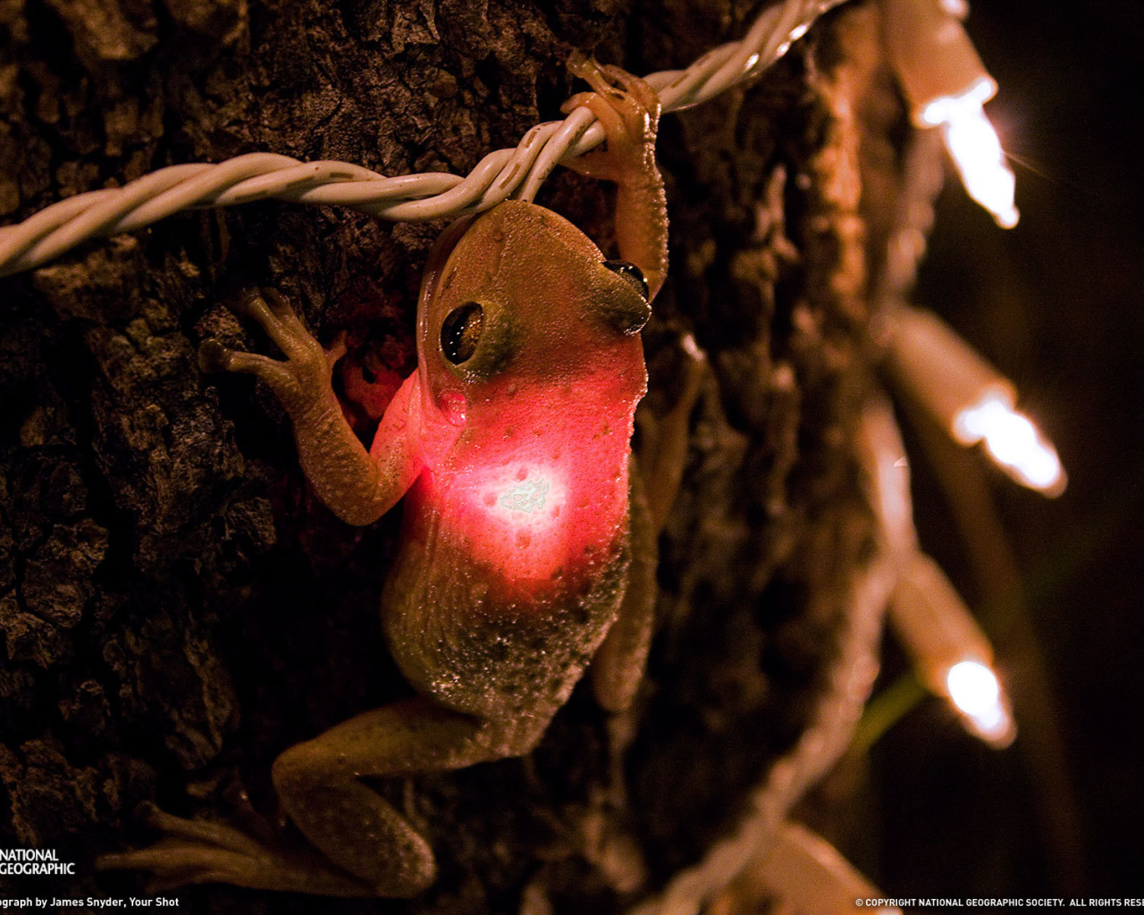 Лягушка проглотила лампочку