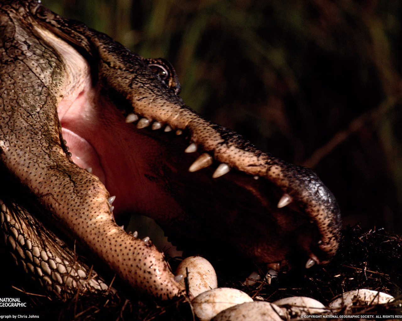 Заботливая мама крокодил