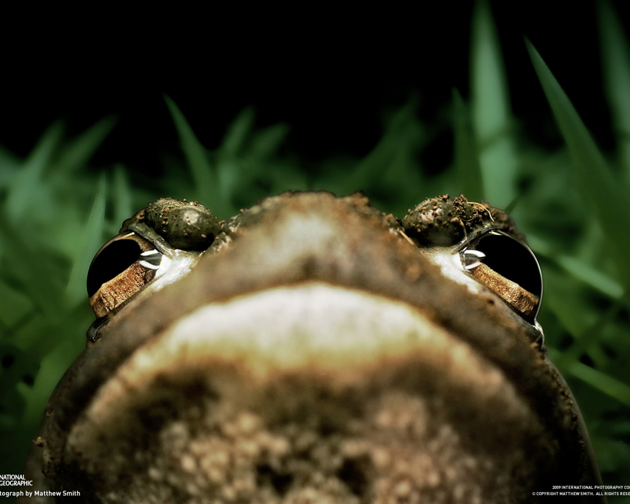 	   Portrait of a frog