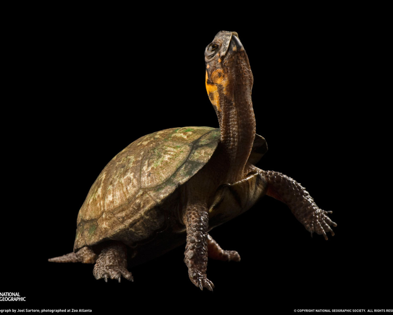 Черепаха на черном фоне