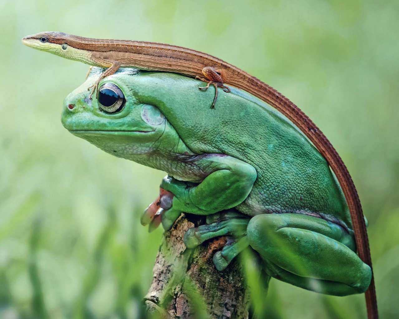 Ящерица верхом на лягушке