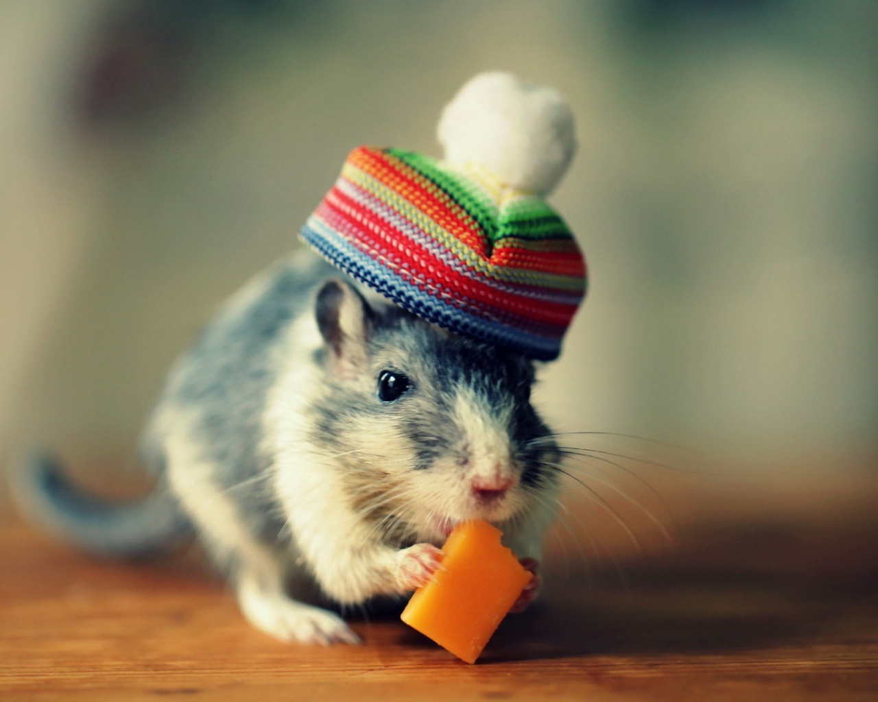 Мышка в шапке кушает сыр