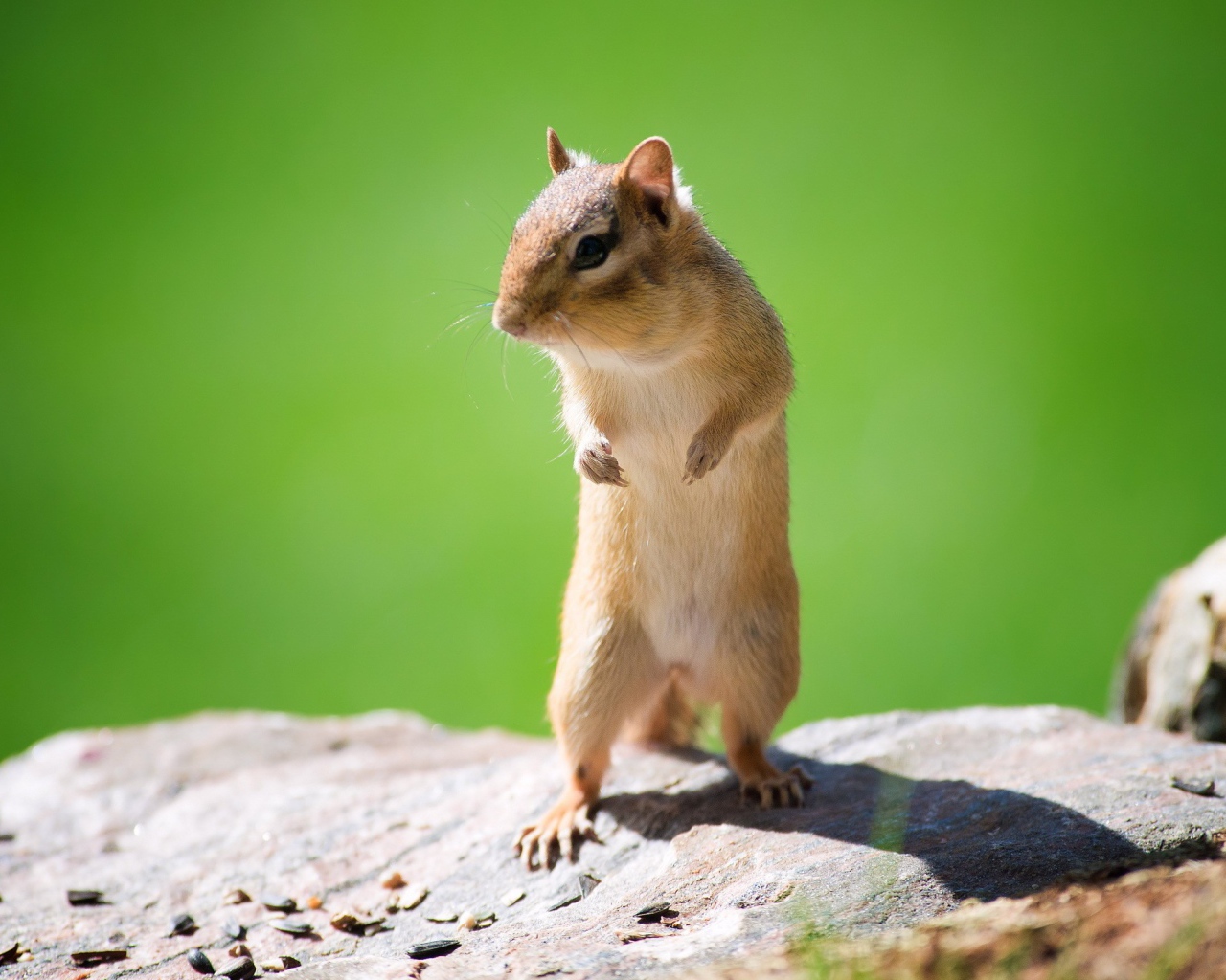 Мышь полевка стоит на задних лапах