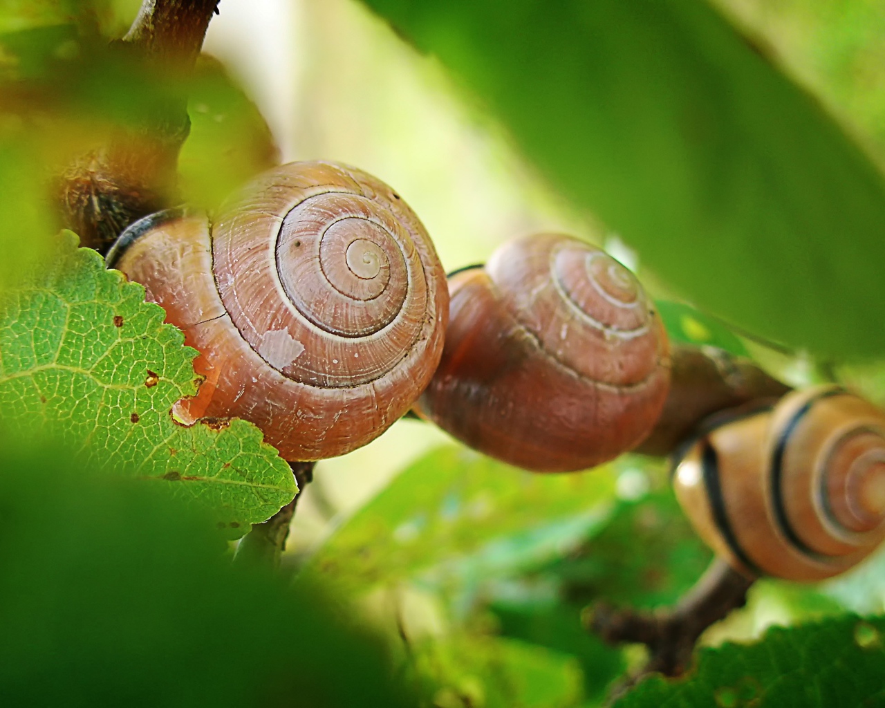Три улитки под листьями винограда