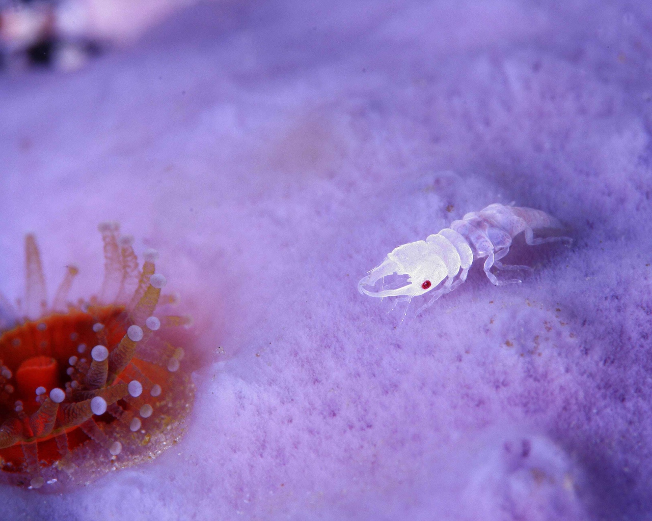 Прозрачное ракообразное животное
