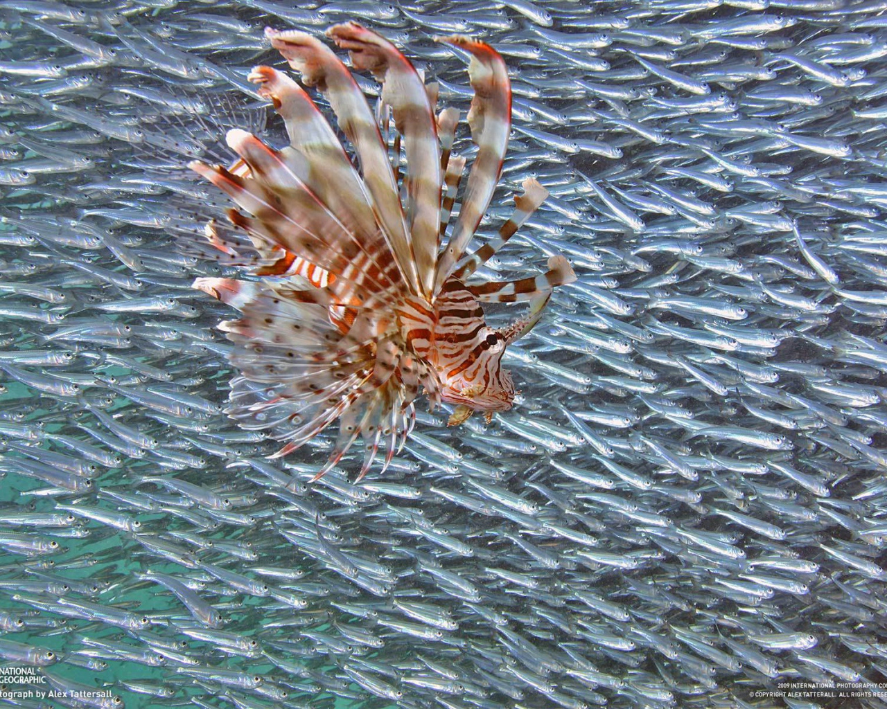 Стая мелкой рыбы