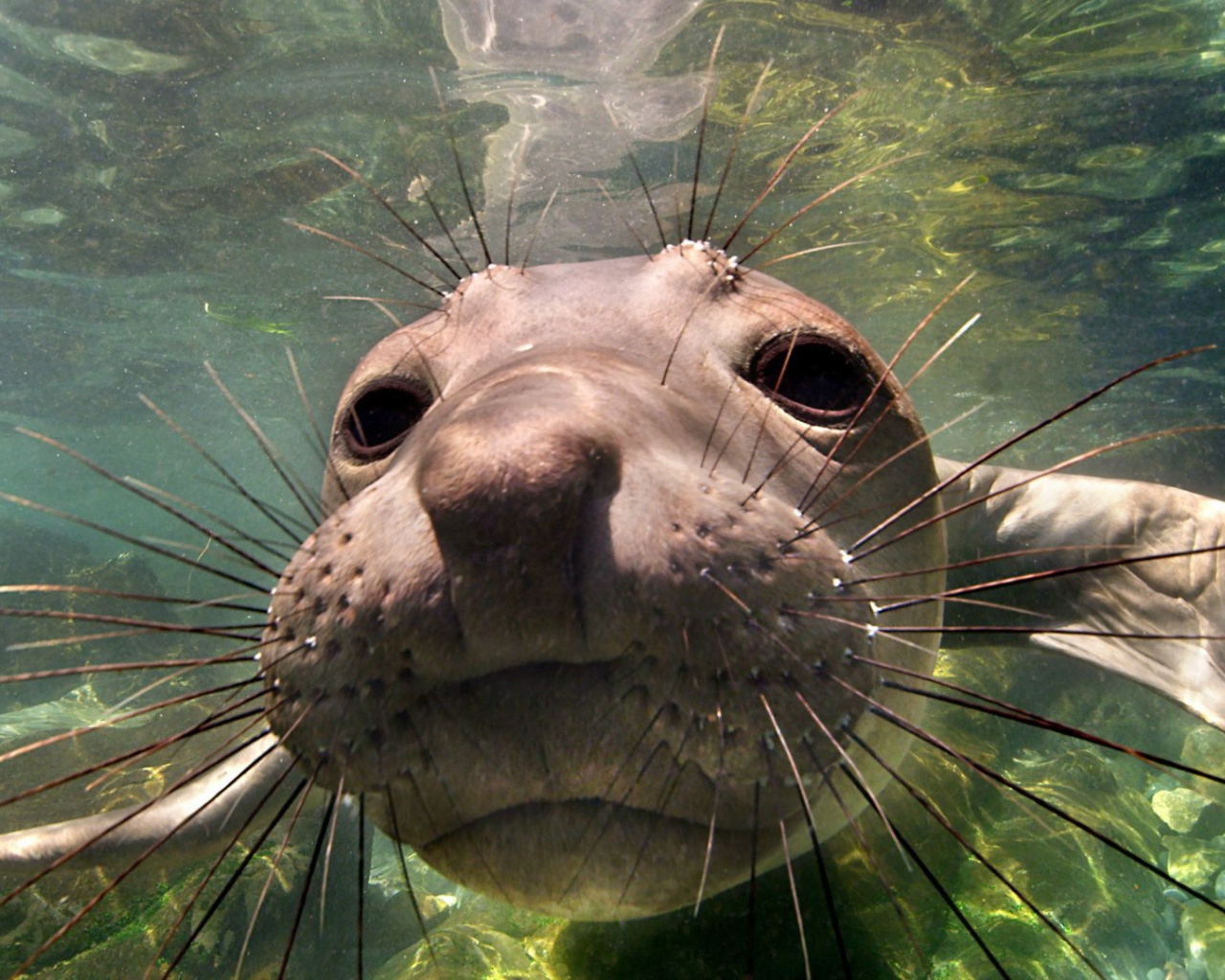 Животное морской слон