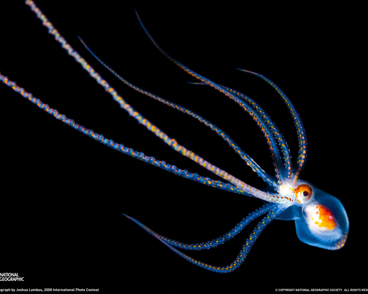 Детеныш осьминога