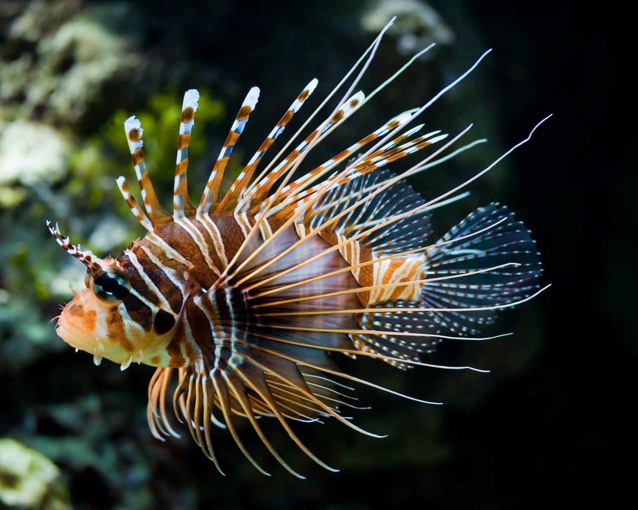 Красивая рыба лев