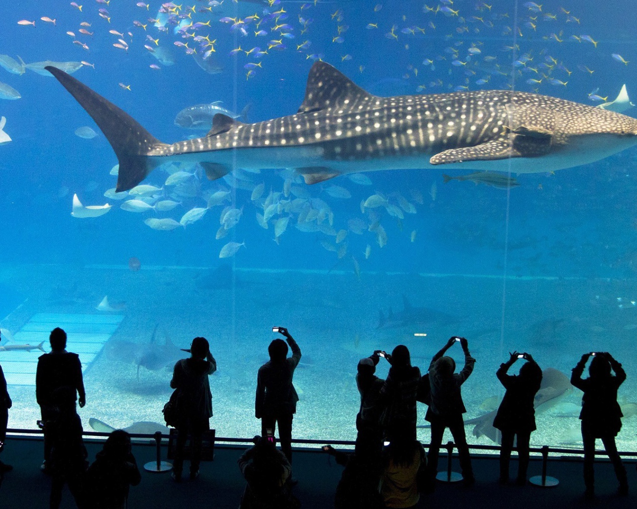 Большая рыба в океанариуме