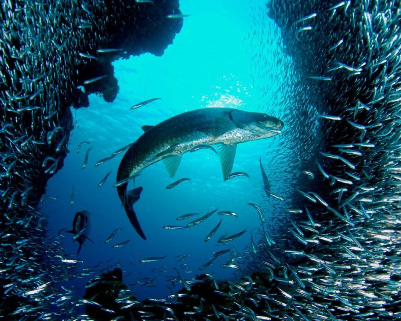 Большая рыба распугала мелких рыбешек