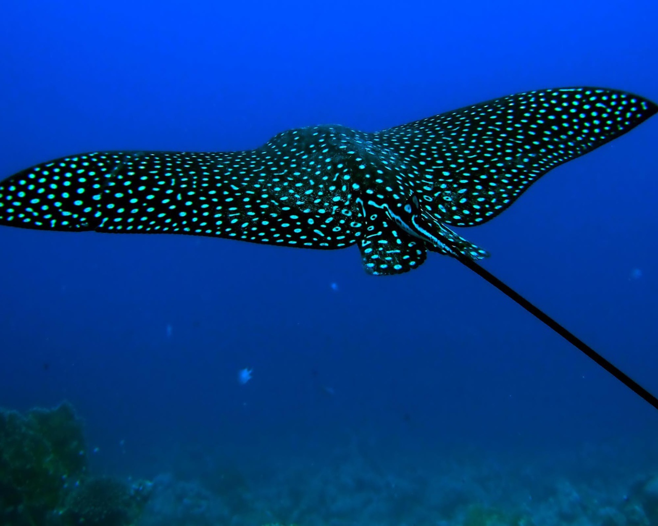 Черный скат стингрей