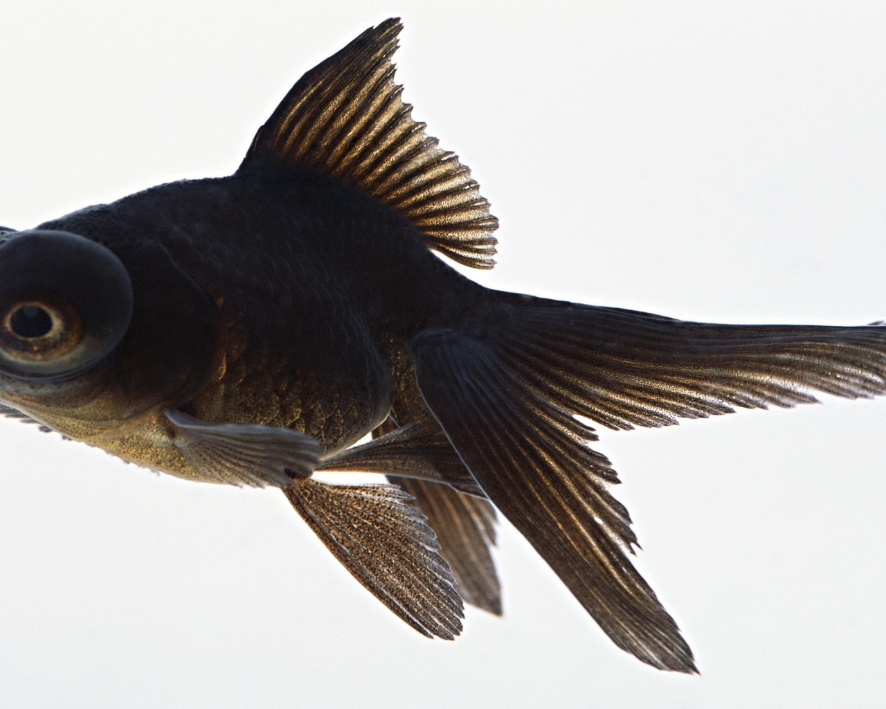 Черная аквариумная рыбка