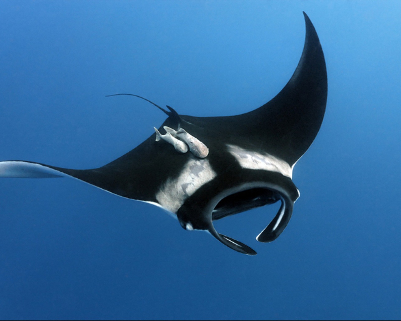 Черный скат в воде