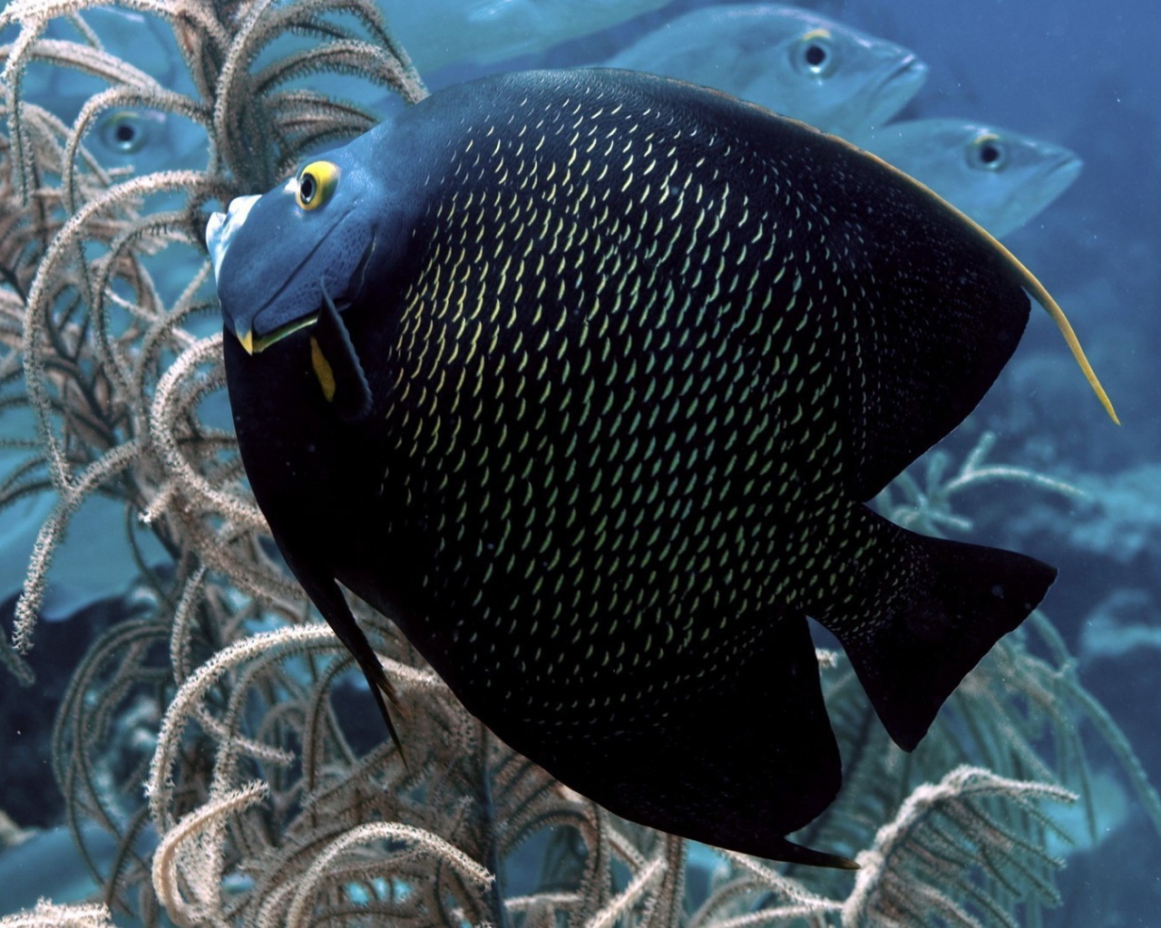 Черная тропическая рыбка