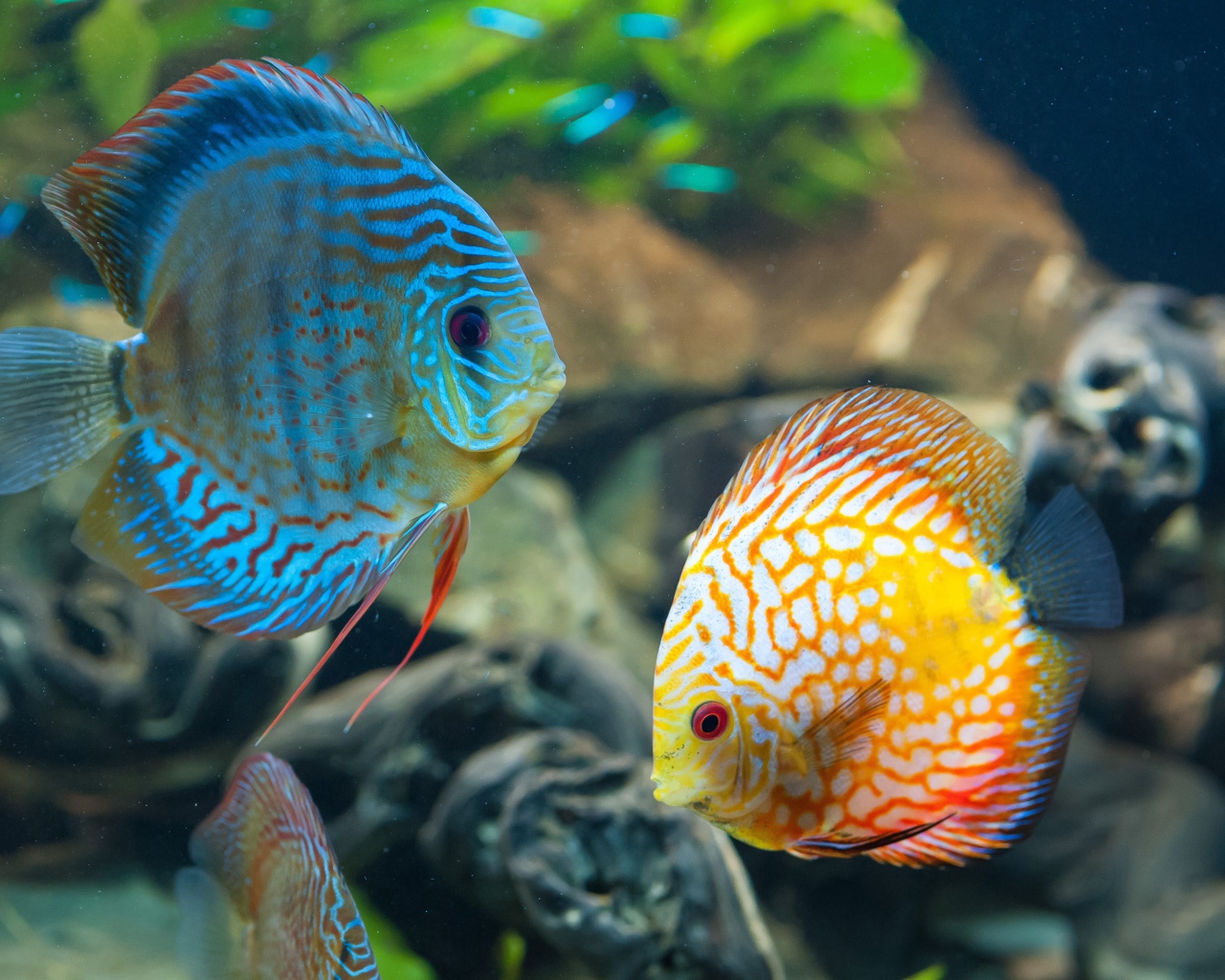 Голубая и оранжевая рыба с белыми пятнами в аквариуме