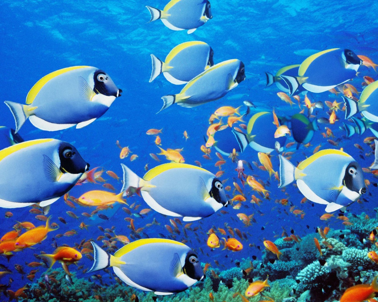 Голубые рыбки в тропиках