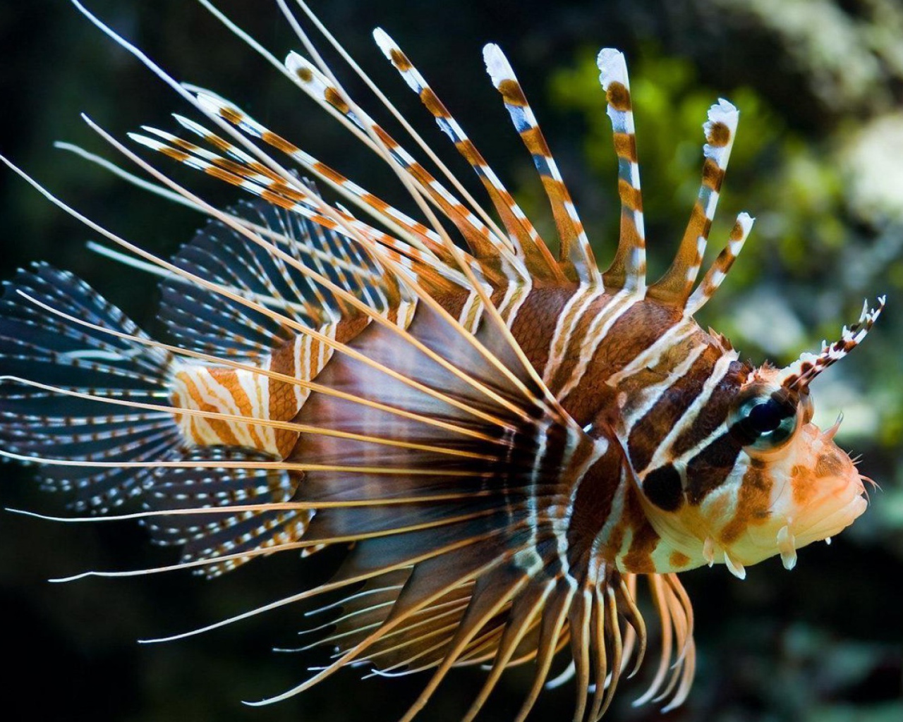 Яркая рыба лев в тропическом море