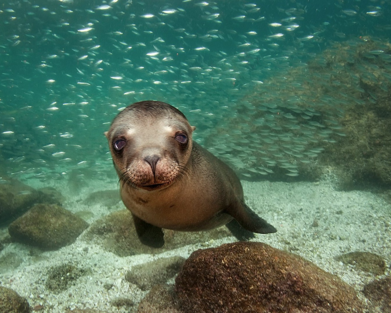 Калифорнийский морской лев