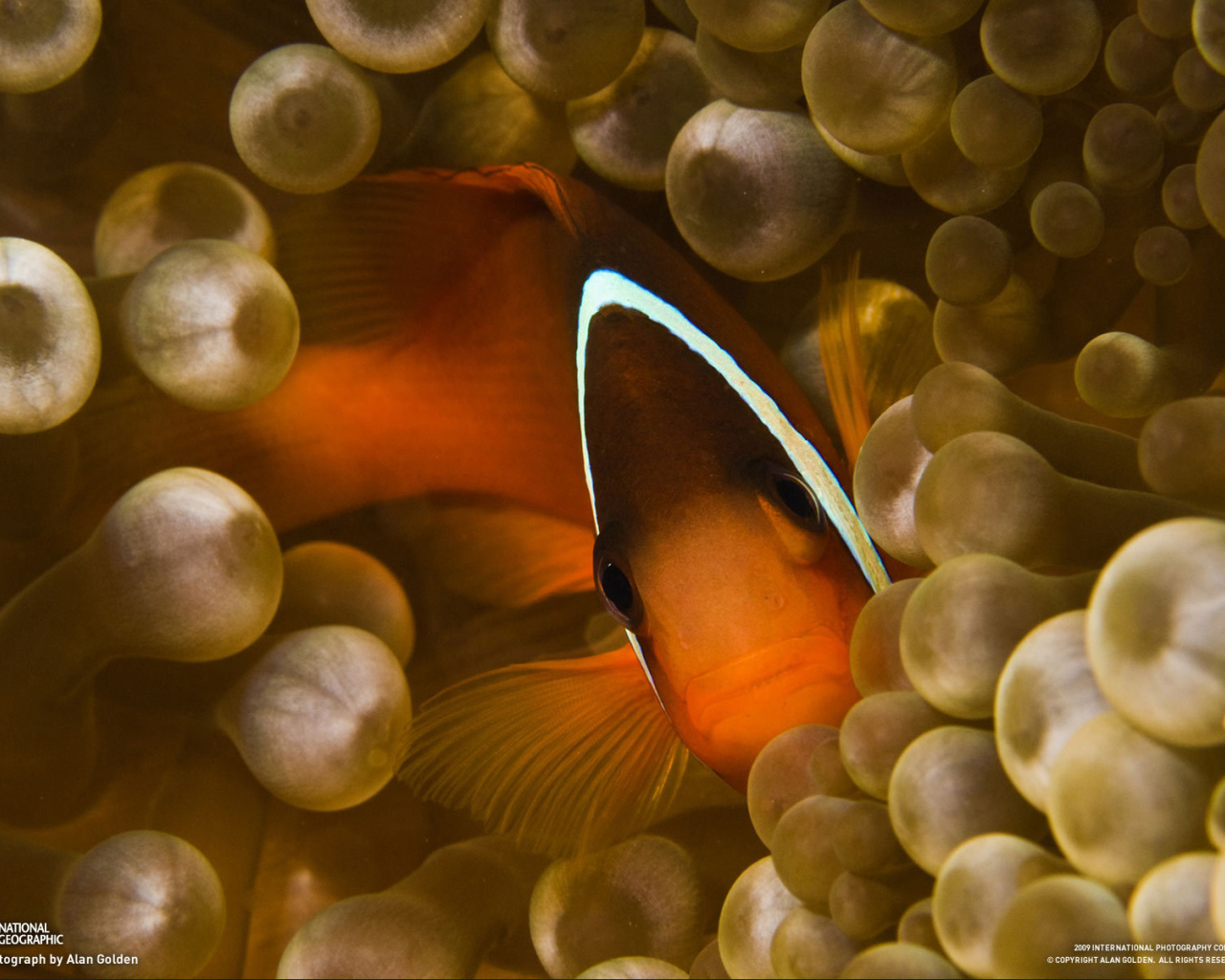 Коралловая  рыбка спряталась