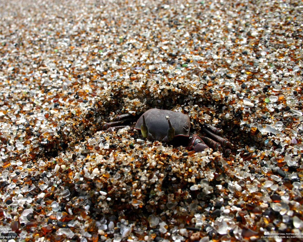 Краб зарывается в песок