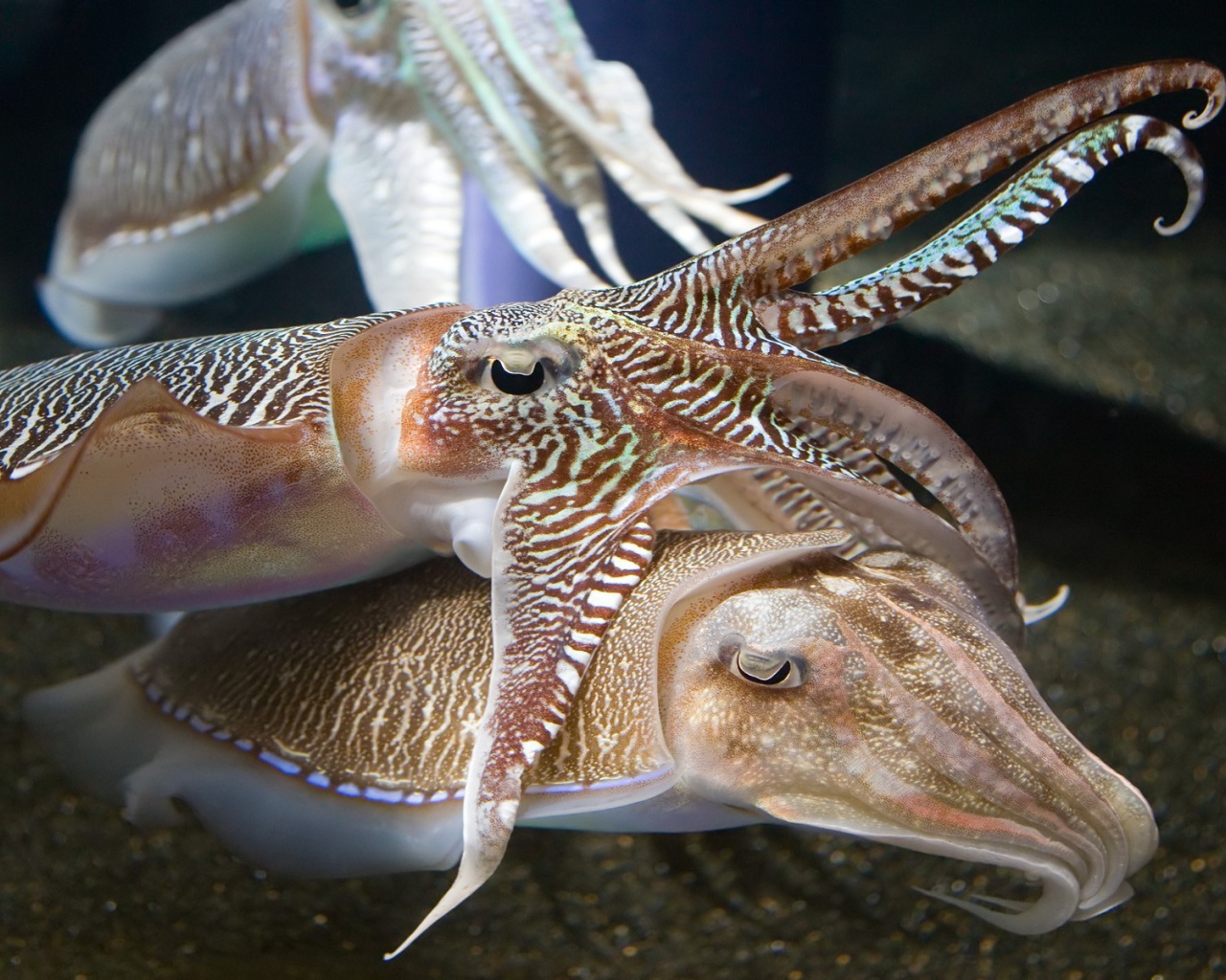 Каракатицы в аквариуме