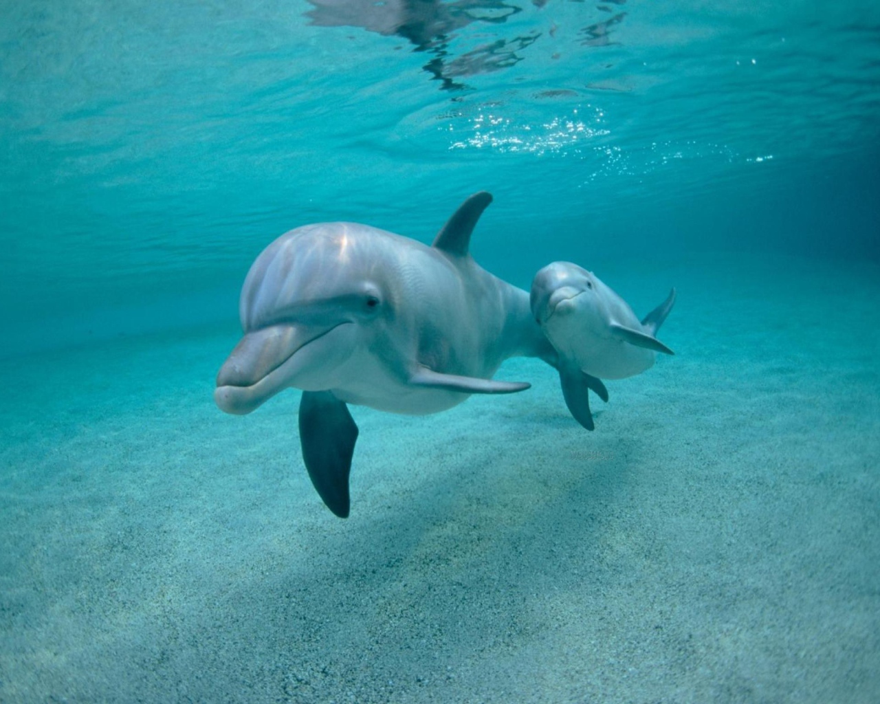 Дельфин с детенышем под водой
