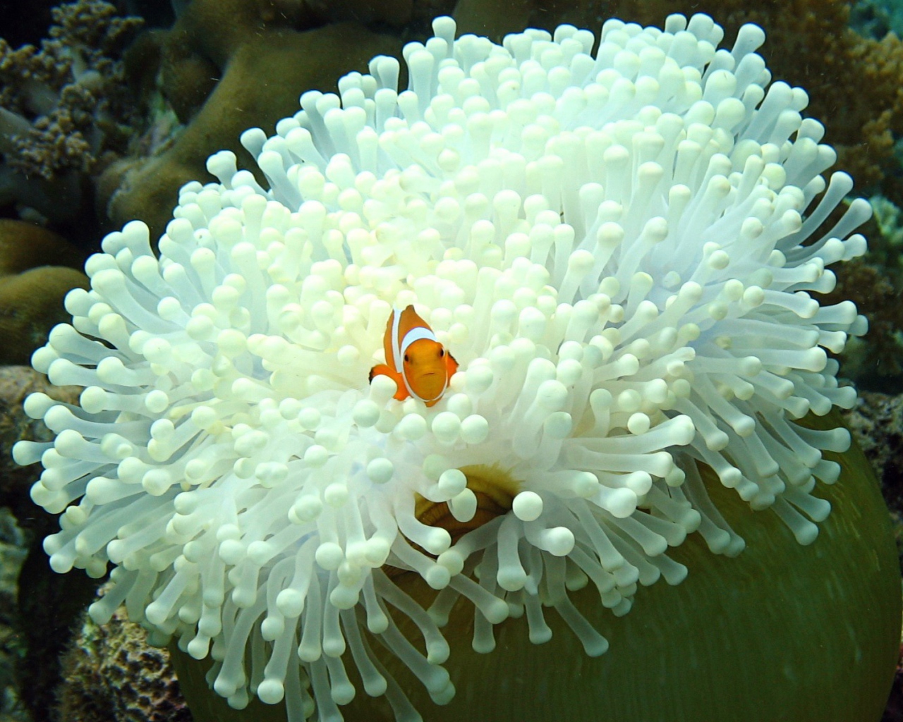 Рыба среди белых анемон