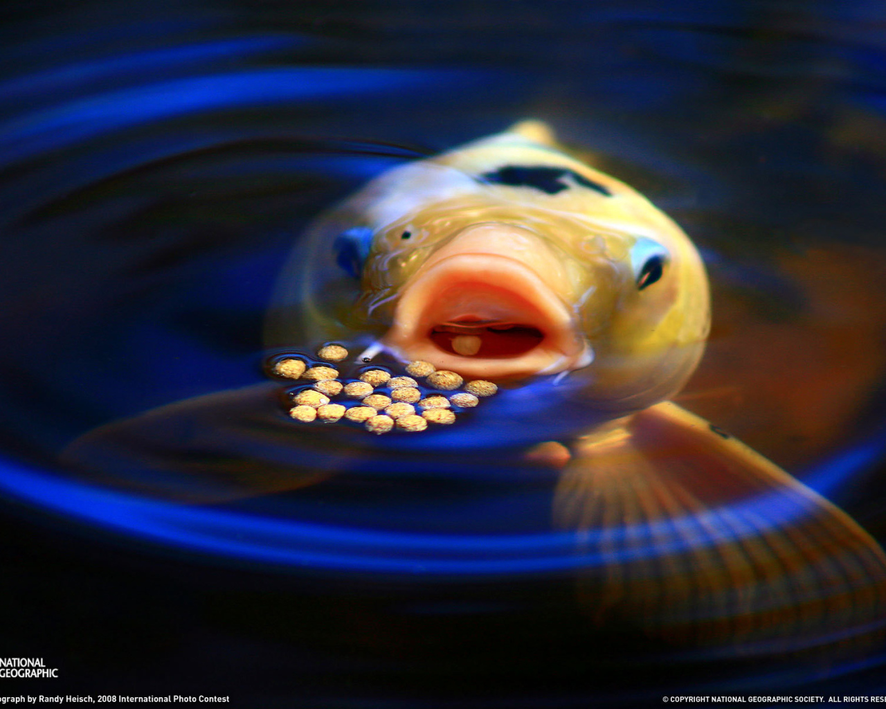 Рыба обедает