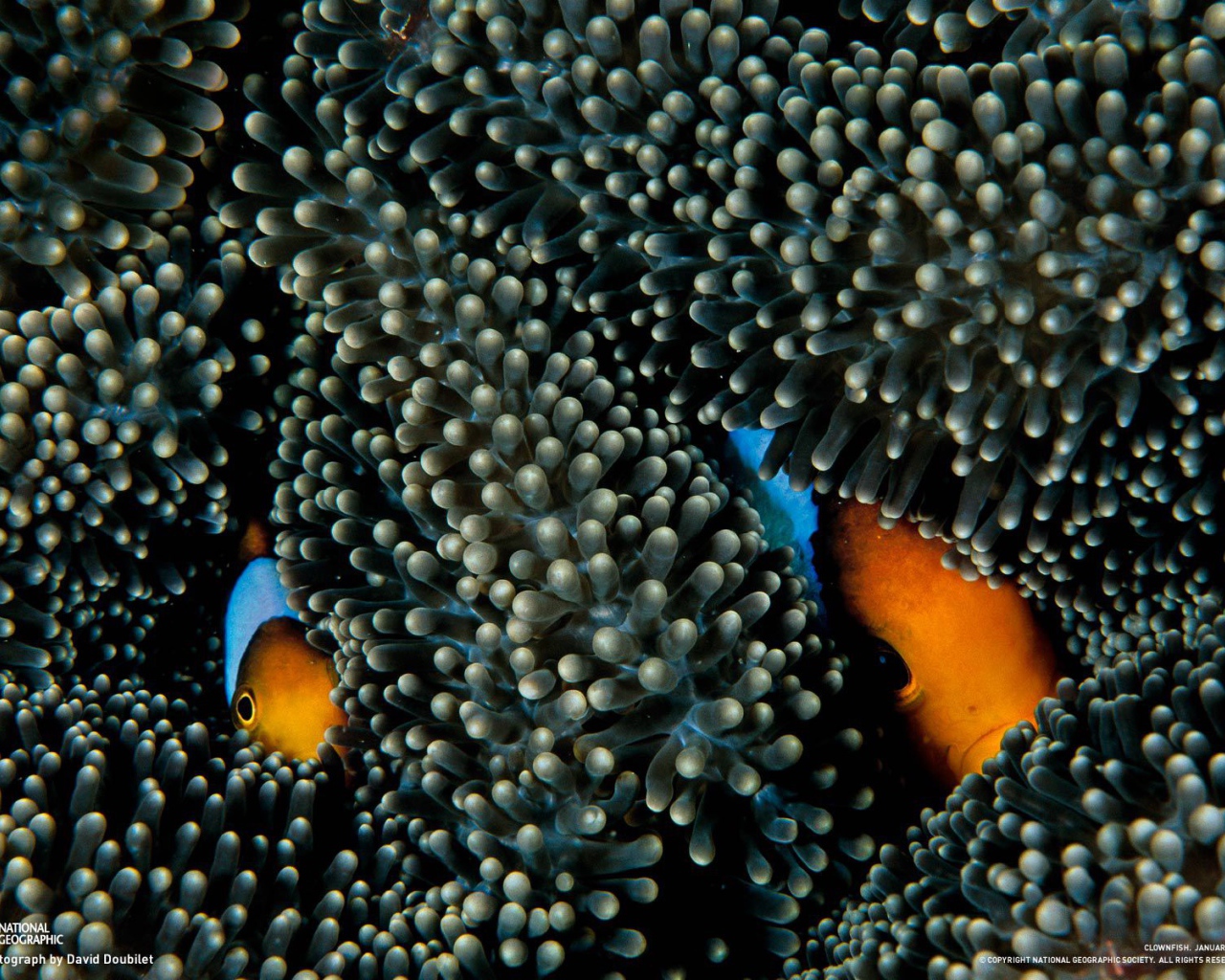 Рыбы прячутся в коралах