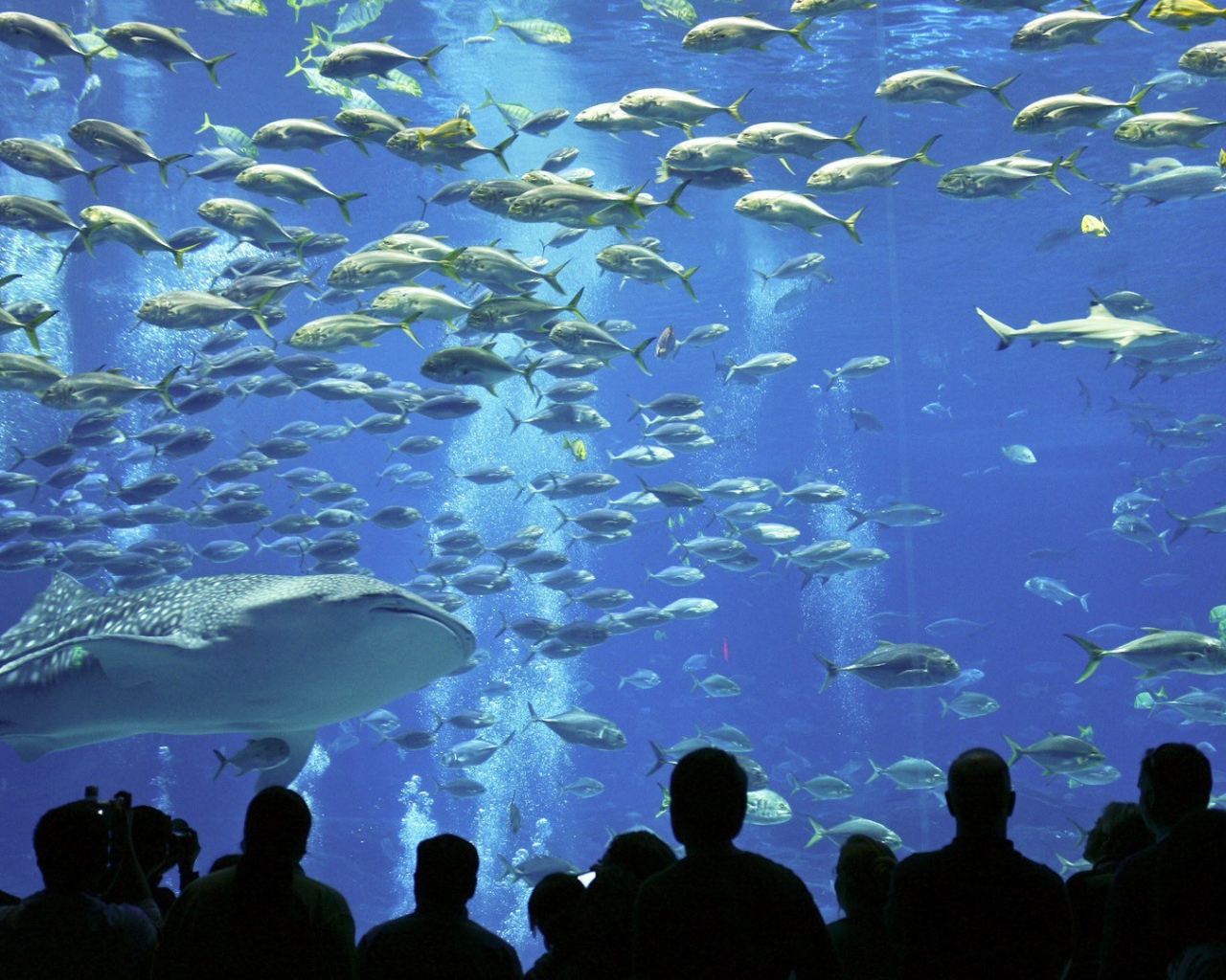 Рыбы в океанариуме