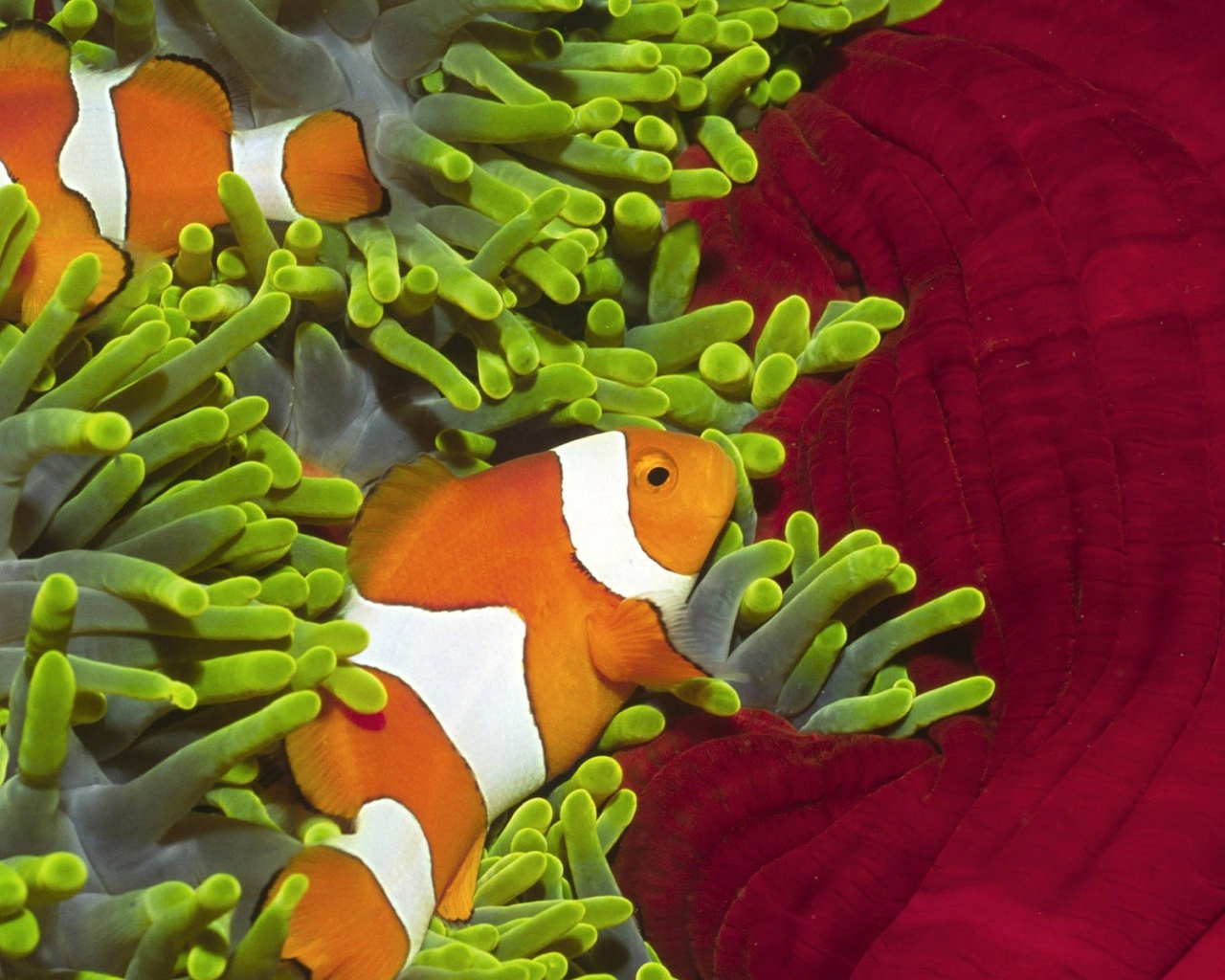 Рыбы среди зеленых анемон