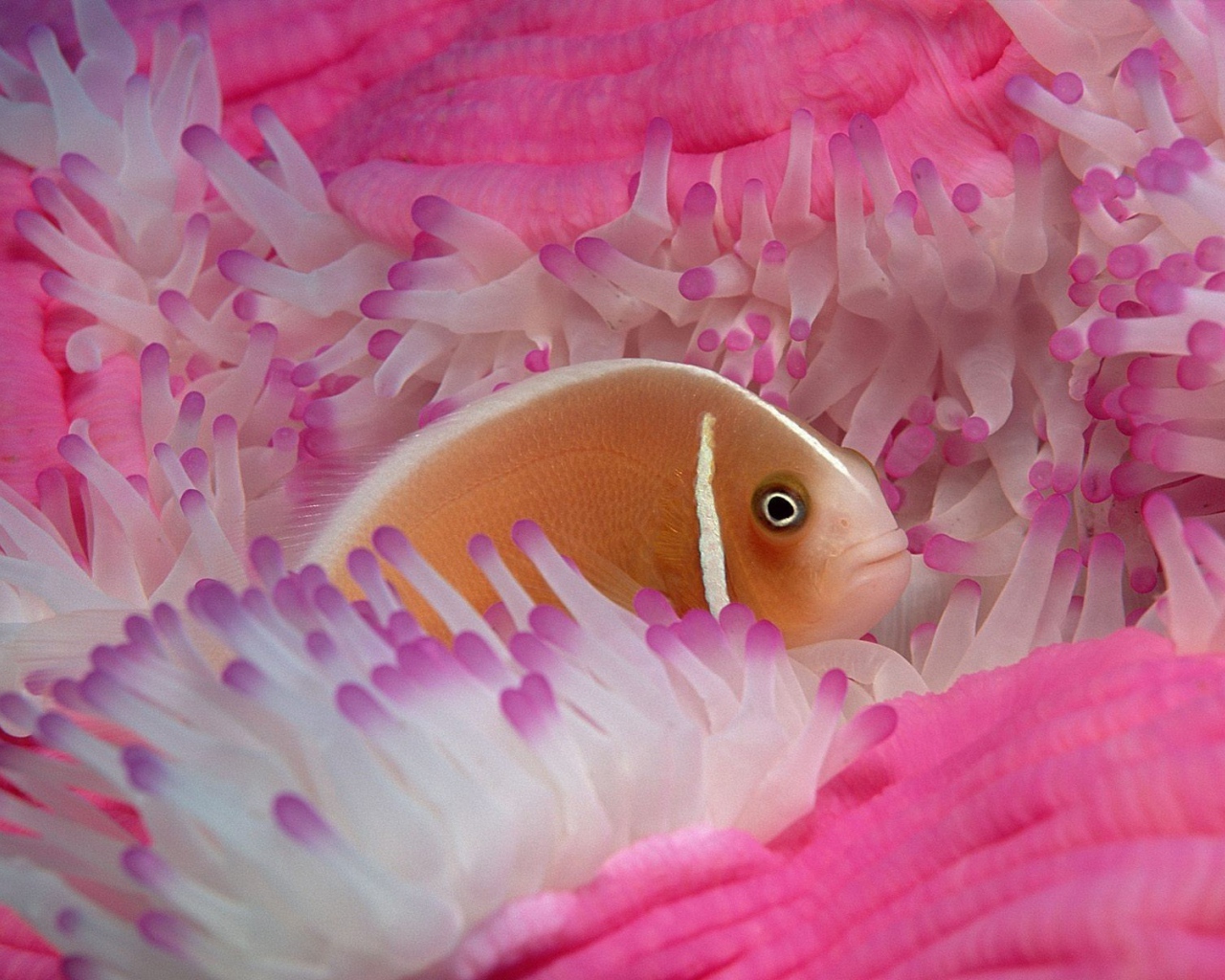 Рыба среди розовых анемон