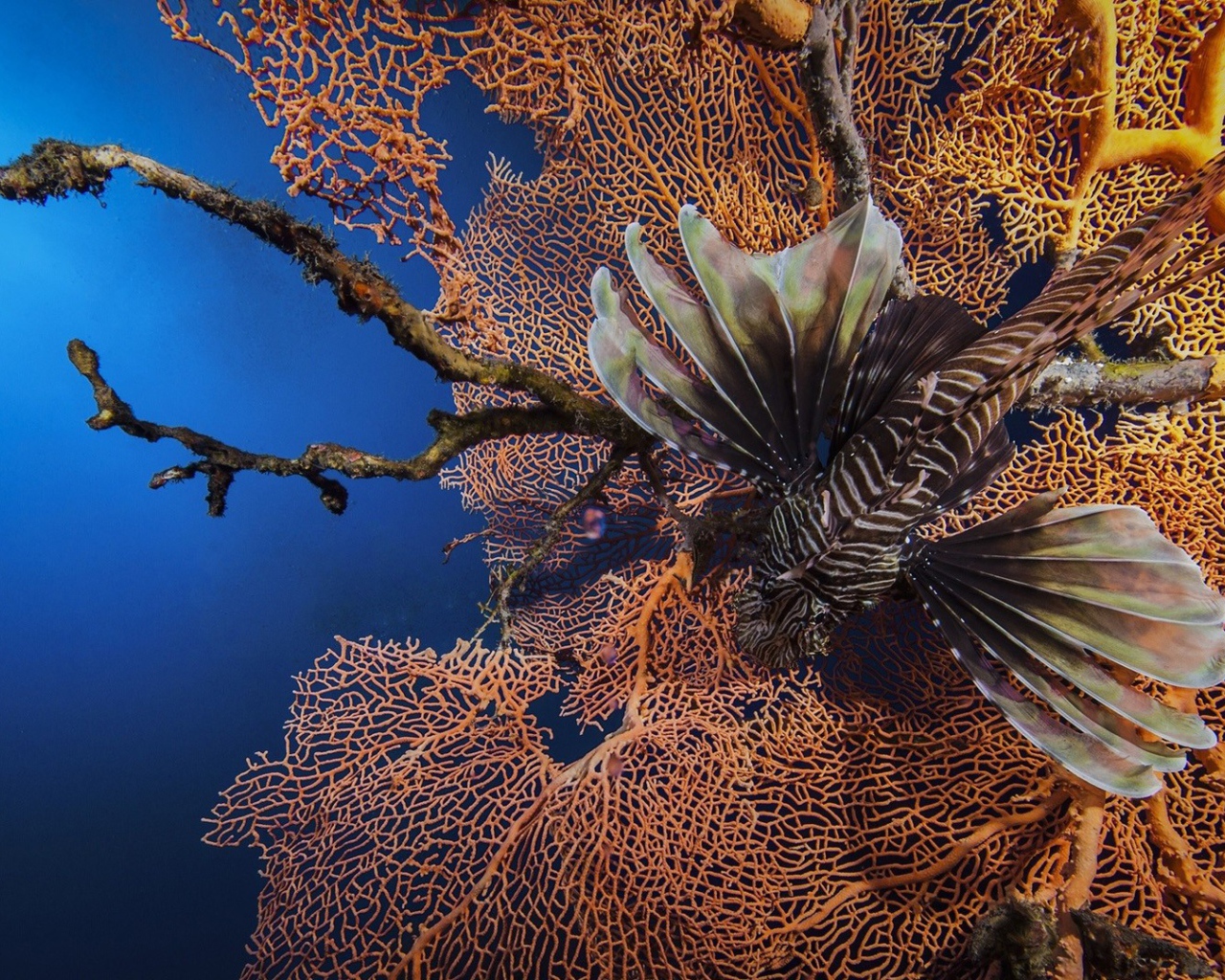 Рыба лев на фоне кораллов