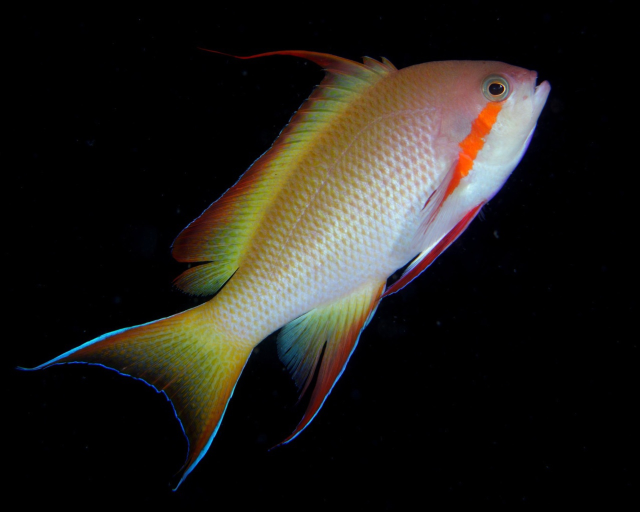 Рыба с оранжевой полосой у глаза