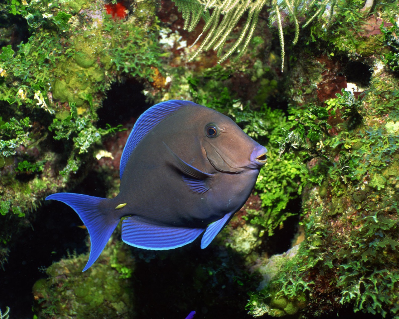 Рыба с голубыми плавниками