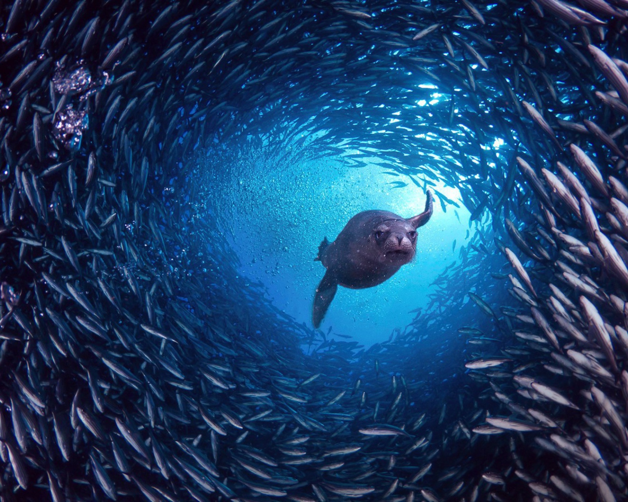 Галапагосский морской лев