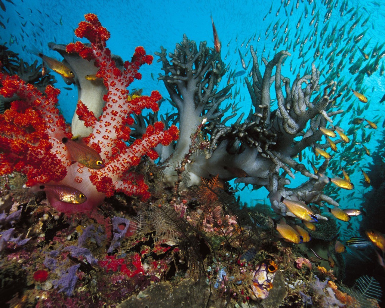 Золотые рыбки среди коралловых полипов