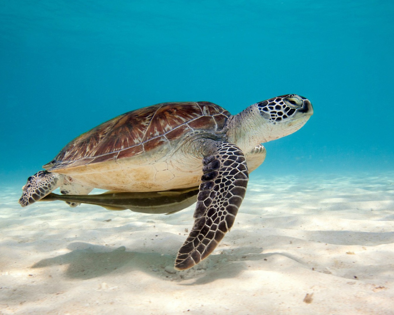 Зеленая морская черепаха