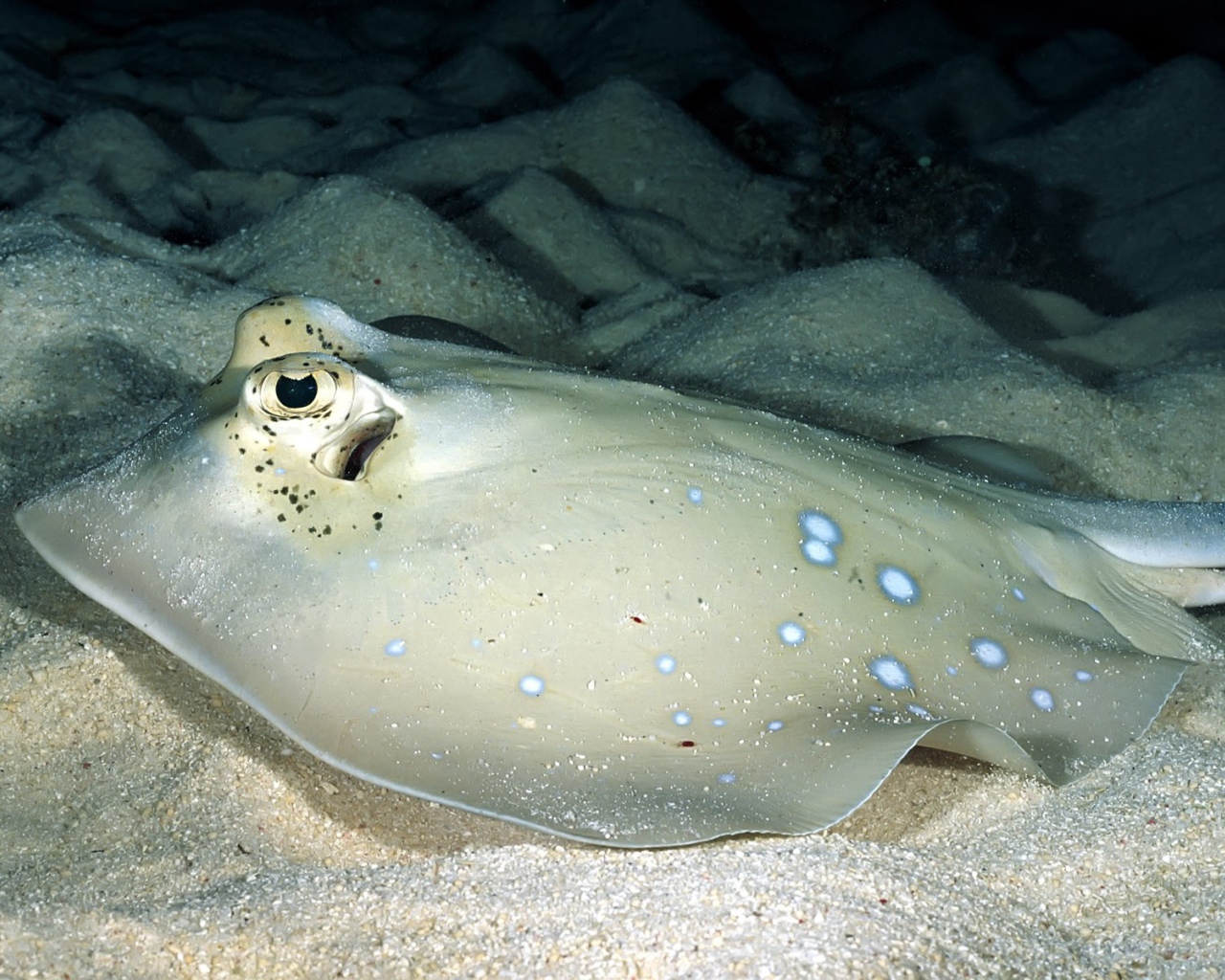 Серый скат на песчаном дне моря