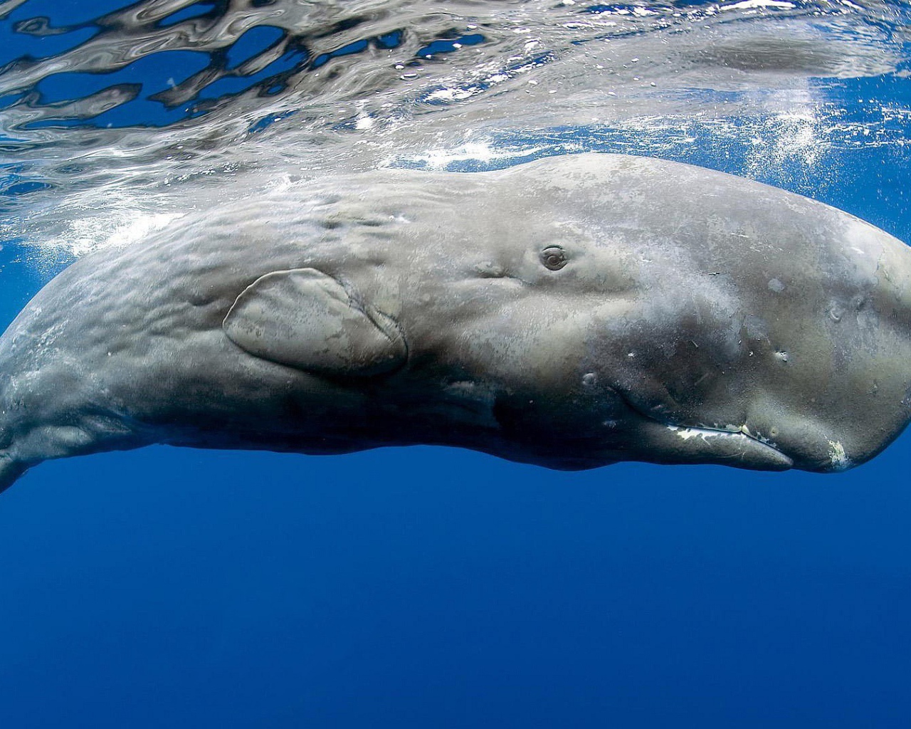 Касатка в голубой воде
