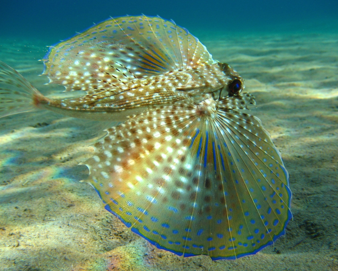 Большие плавники у рыбы