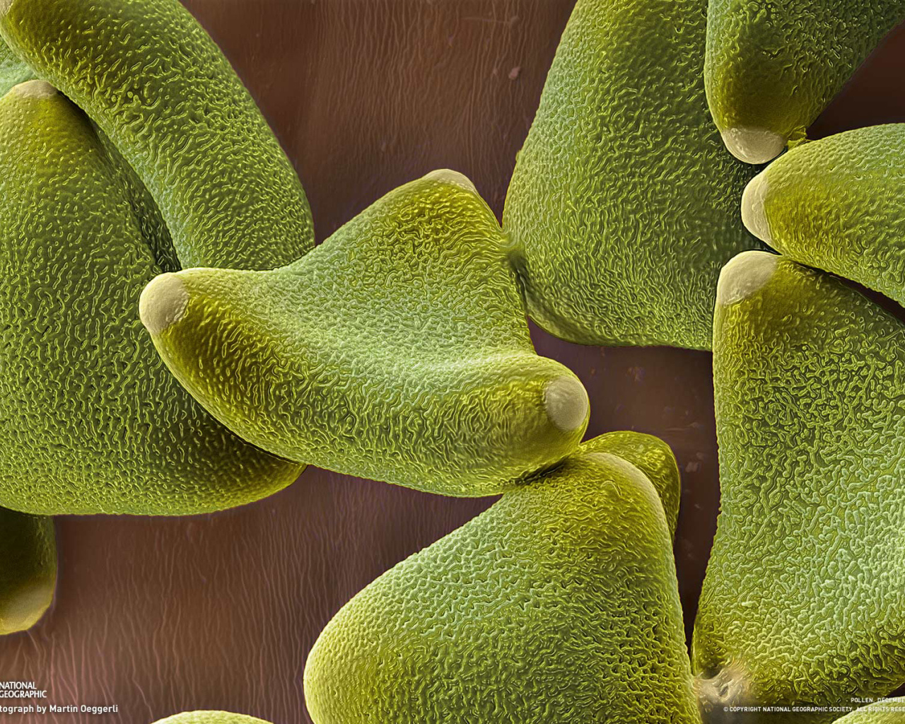 Жизнь под водой