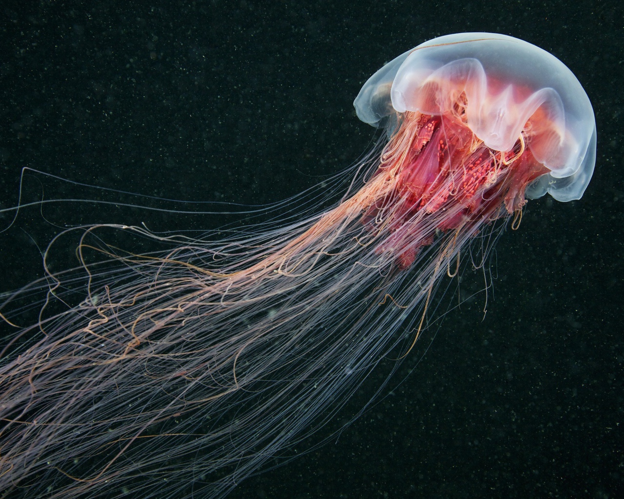 Медуза, черный фон