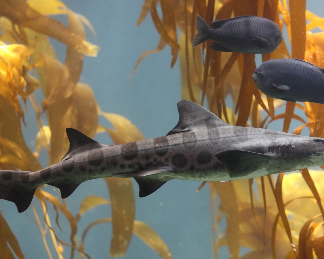 Пятнистая серая рыба в аквариуме