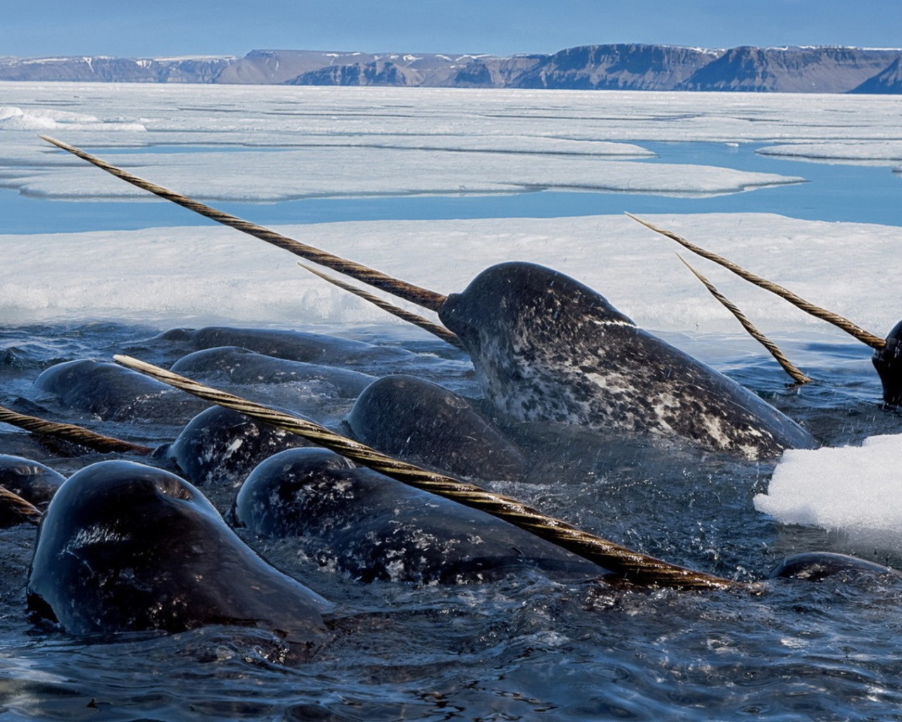 Нарвалы среди льдов