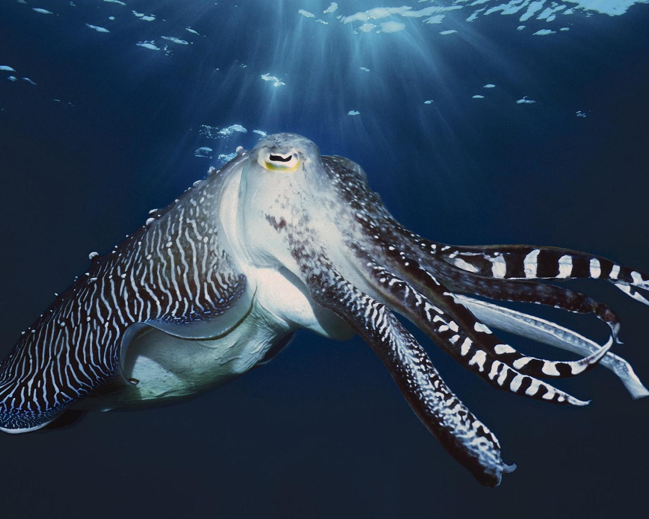 Осьминог у поверхности воды