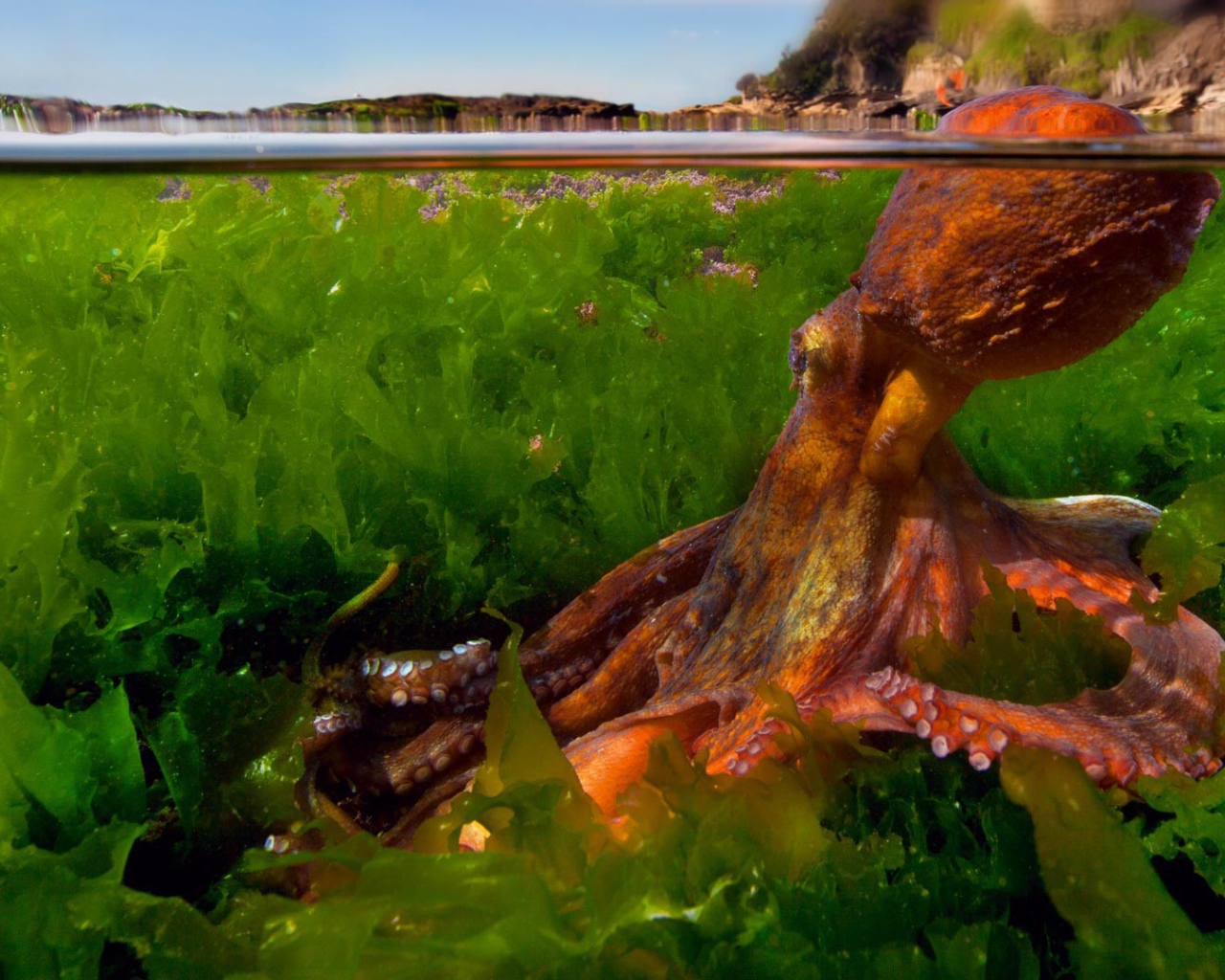 Осьминог в зарослях водорослей