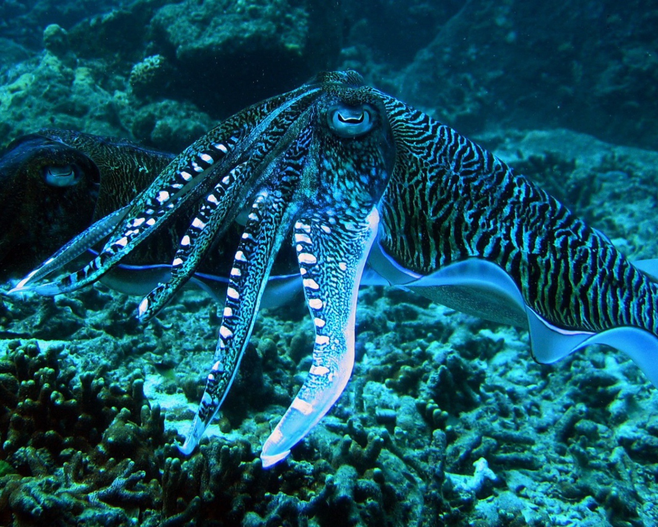 Осьминоги на коралловом рифе